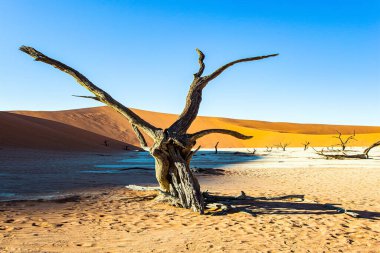 Kurumuş Sossusflei Gölü 'nün dibindeki ağaçların fosilleşmiş kalıntıları. Sossusflei, Namib Çölü 'nde bir kil platodur. Afrika, Namibya. Namib-Naukluft Parkı. 