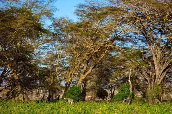 前往非洲之角的旅行 非洲热带草原 一只美丽的长颈鹿在沙漠中的相思树林中吃草 — 图库照片