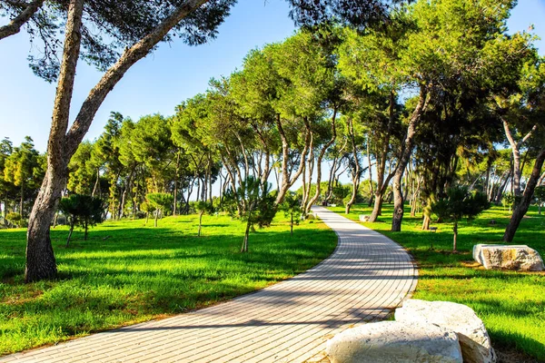 İsrail, sıcak Ocak günü. Çam ağaçları arasında deniz rüzgarı tarafından bükülmüş pitoresk yollar. Kış günbatımı yeşil çimlerin üzerinde uzun gölgeler bıraktı. İsrail, sıcak Ocak günü