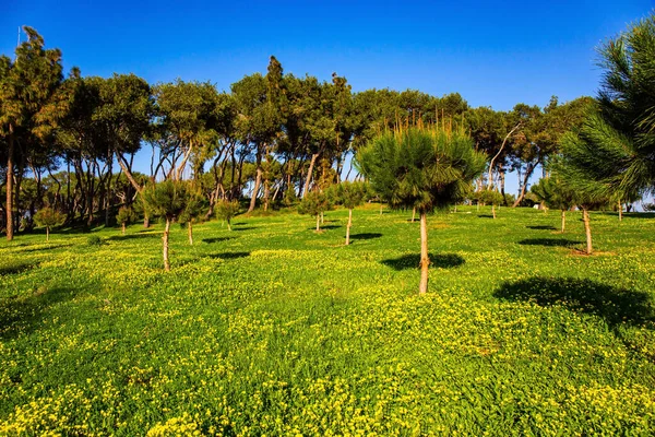 Coucher Soleil Hiver Projette Longues Ombres Sur Herbe Verte Magnifique — Photo