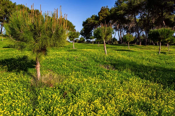 Winter Sunset Cast Long Shadows Green Grass Warm January Day — Stok fotoğraf