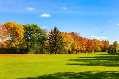 Çok renkli sonbaharın büyüsü. Güneşli bir gün. Yeşil ve sarı yapraklı ağaçlar. Montreal 'in mahallesi. Kanada mı? Göçmen kuş sürüsü sıcak topraklara uçar.. 