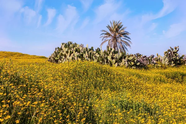 Parlak güney güneşinde çiçek tarlaları. Muhteşem çiçek açan bahar. Mavi gökyüzü ve ışık bulutları. Güzel sıcak bir gün. İsrail 'deki Negev Çölü' nün bahar çiçekleri. Yapayalnız hurma