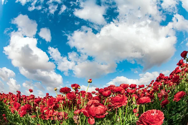 Carpet Magnificent Large Red Yellow Garden Buttercups Spring Came Blue — стоковое фото