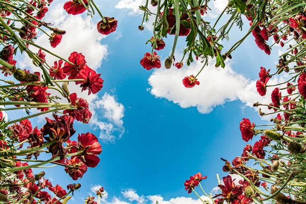 Hermosas Flores Rojas Fotografiadas Contra Cielo Azul Nubes Blancas Esponjosas —  Fotos de Stock