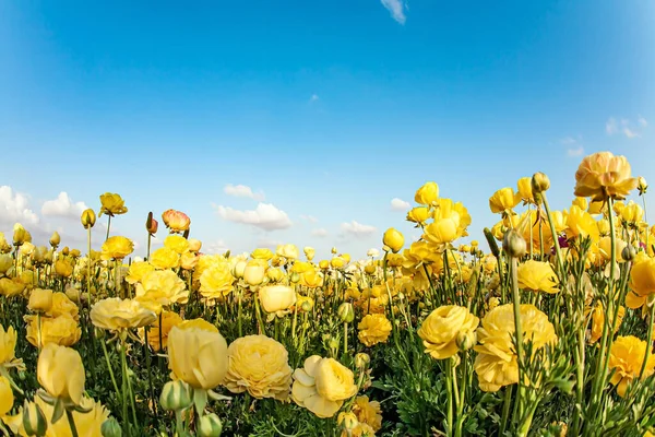 Carpet Magnificent Yellow Flowers Blue Sky Fluffy Clouds Kibbutz Fields —  Fotos de Stock