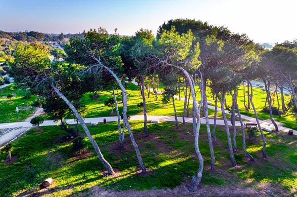 Caesarea 'nun sahil köyündeki yeşil park. Fotoğraf bir İHA 'dan çekilmiş. İsrail, sıcak Ocak günü. Ağaçlar, deniz rüzgarı tarafından eğilmiş.. 
