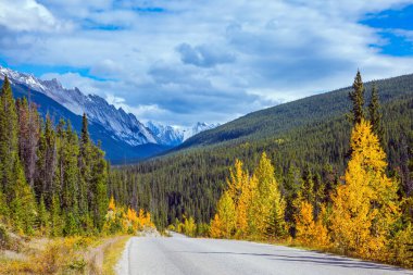 Kanada 'nın Rocky Dağları' ndaki meşhur 93. Otoyol. Asfalt yolu, çam ağaçları ve portakal dalları arasında. Muhteşem Hint Yazı. Ekolojik, aktif ve fotoğraf turizmi kavramı