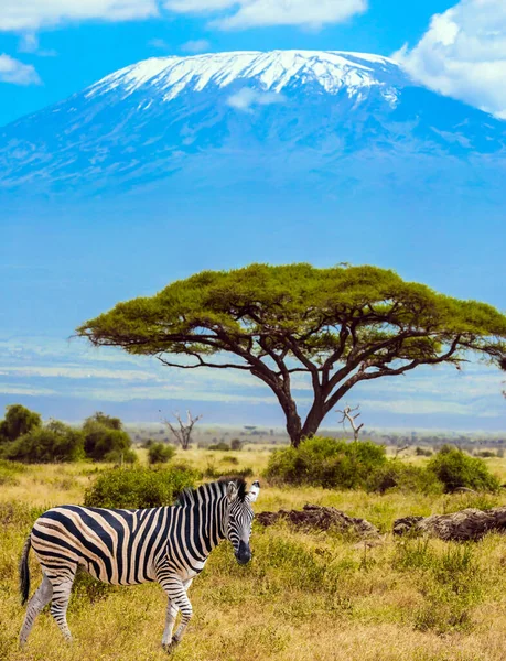 Trip to the Horn of Africa. Southeast Kenya, the Amboseli park, desert acacia. Lone zebra grazes in the African savannah at the foot of Kilimanjaro.