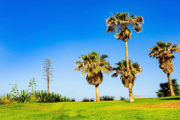 Malebný Park Pláže Tel Avivu Středozemní Moře Izrael Vysoké Palmy — Stock fotografie