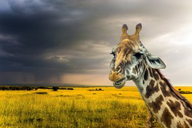 Cip Safari Masai Mara, Kenya. Düşünceli bir zürafanın portresi. Afrika ovalarında benekli derisi ve boynuzları olan uzun boyunlu zürafa. Aktif ve fotoğraf turizmi kavramı