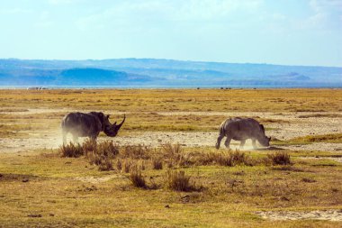  Meşhur Afrika Büyük Beşlisi. Nakuru Gölü kıyısındaki Afrika bozkırları. Büyük Yarık Vadisi. Muhteşem bir çift vahşi gergedan su içmek için göle gider.