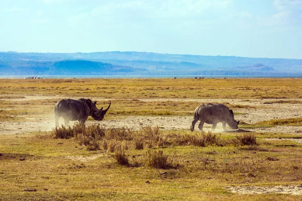 The famous African Big Five. African prairies on the shores of Lake Nakuru. Great Rift Valley. Gorgeous pair wild rhinos goes to the lake to drink