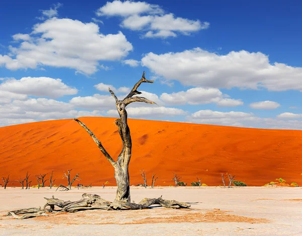 Het Namib Naukluft Park Schilderachtige Gedroogde Fossiele Resten Van Bomen — Stockfoto