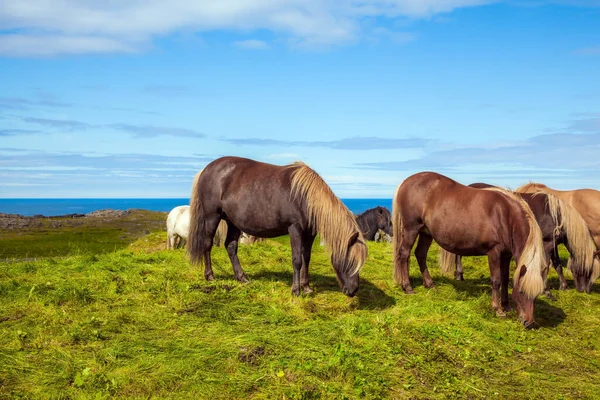 Piękne Zadbane Konie Islandzkie Wolnym Pastwisku Konie Czystej Krwi Lekkimi — Zdjęcie stockowe
