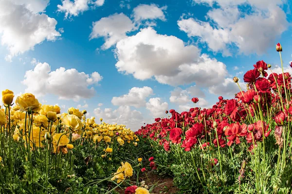 Israel Spring Sunny Day Kibbutz Fields Garden Buttercups Ready Harvest — Stock Photo, Image