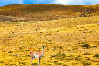 Şili Patagonya 'sı. Torres del Paine Parkı, Laguna Azul. Altın sonbahar. Guanaco sarı sonbahar çimlerinde otlar..