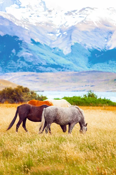 South American Wild Horses Mustangs Graze Grass Famous Torres Del — Stock Photo, Image