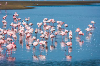 Beyaz-pembe flamingolar mavi suya yansır. Ekolojik, aktif ve fotoğraf turizmi konsepti. Gün doğumu. Swakopmund. Afrika. Sabahın erken saatlerinde, Namibya 'nın Atlantik kıyısında