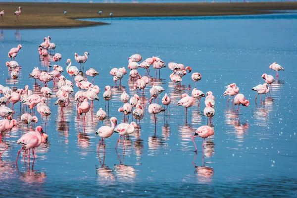 Biało Różowe Flamingi Odbijają Się Niebieskiej Wodzie Koncepcja Turystyki Ekologicznej — Zdjęcie stockowe