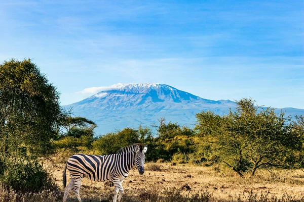 Zebra. Travel to exotic Africa. Amboseli park. The famous snow-capped Mount Kilimanjaro. Magnificent wild animals of the African savannah. Plain acacias of the Horn of Africa