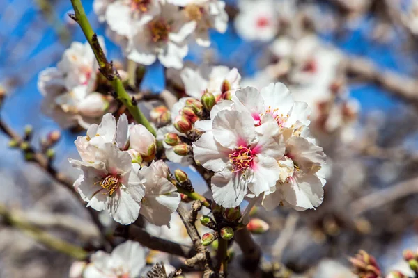 Blooming Almond Branch Early Spring Israel Wonderful Jewish Holiday Bishvat — Stock Photo, Image