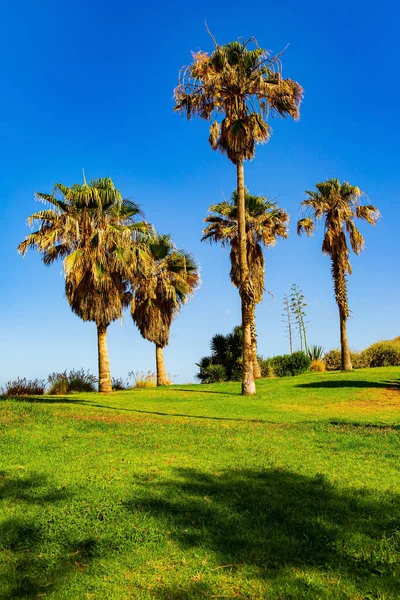 地中海のテルアビブ イスラエルだ ビーチの隣にある絵のような公園 背の高いヤシが緑の芝生で育つ — ストック写真