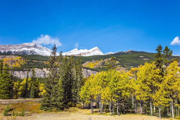 カナダの偉大なロッキー山脈 最初の雪はすでにピークに落ちています 白樺やアスペンの黄色の葉は緑色の針葉樹と混合されます アブラハム湖の絵のような海岸 — ストック写真