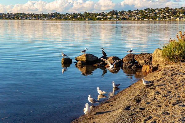 タウポはニュージーランドとオーストラリアで最大の湖である 壮大な夕日 観光客のための最も人気のある休日の目的地 湖の上の静かな夜 — ストック写真