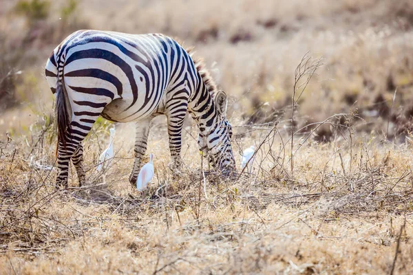Samotna Zebra Paski Afrykańskiej Sawannie Roślinożernych Ich Naturalnym Środowisku Podróż — Zdjęcie stockowe