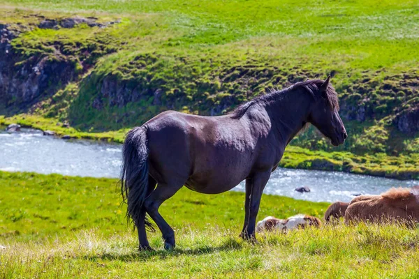 Ritratto Cavallo Purosangue Colore Erba Verde Fresca Alta Nella Tundra — Foto Stock