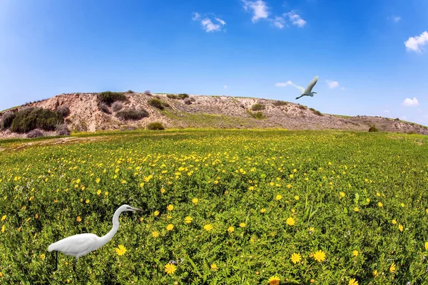 酷热的一天 两只苍鹭在绿草地里 在以色列盛开的内盖夫沙漠中漫步 — 图库照片