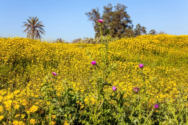 Florecimiento Primaveral Del Desierto Del Neguev Israel Campos Flores Brillante —  Fotos de Stock