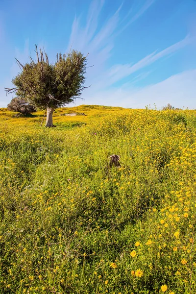 Srail Deki Negev Çölü Nün Bahar Çiçekleri Parlak Güney Güneşinde — Stok fotoğraf