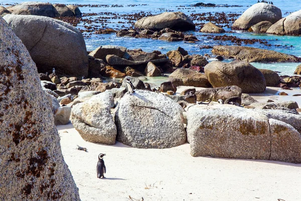 Южная Африка Летающая Птица Пингвин Очках Песчаный Берег Большими Камнями — стоковое фото