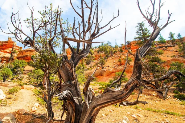 Ηπα Πιο Δημοφιλή Μονοπάτια Στο Red Canyon Ίχνη Από Καμάρες — Φωτογραφία Αρχείου