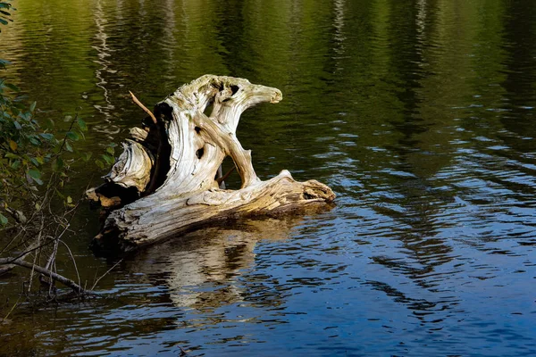 干枯的大漂流木在海岸附近游动 秋天的德国之行日落了茂密的常绿森林环绕着风景如画的圆形喀斯特湖 黑森林 — 图库照片