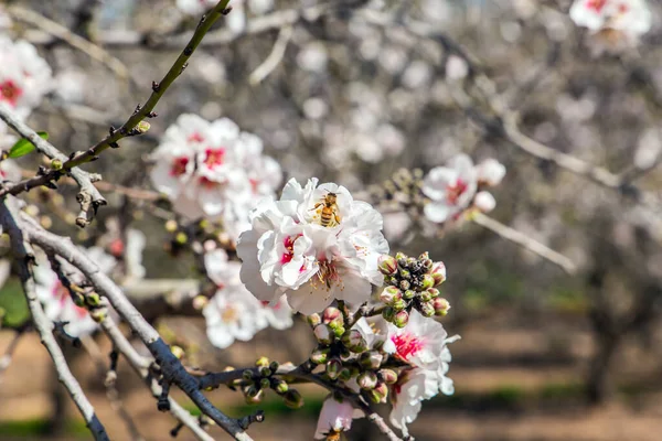 Adorable Pink White Almond Flowers Decorate Trees Blooming Branches Almonds — Stock Photo, Image