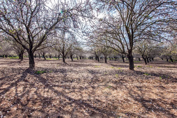 Paseo Matutino Floreciente Almendro Pintoresco Callejón Almendros Florecientes Nubes Blancas —  Fotos de Stock