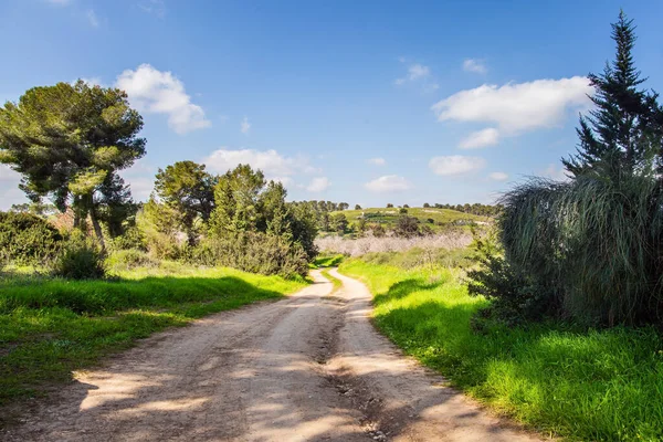 広い未舗装の道路は開花草原を横断する 暖かい晴れた2月の日 イスラエルだ 大輪のアーモンドの木の庭の端 — ストック写真