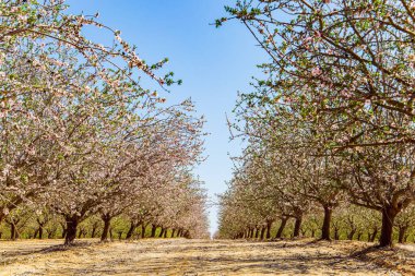Kızıl dünyada pürüzsüz sıra sıra ağaçlar. İsrail 'de ilkbahar başlarında. Orta Doğu 'da güzel bir bahar günü. Çiçekli badem ağaçları koruluğu. Badem ağacının beyaz çifte çiçekleri 