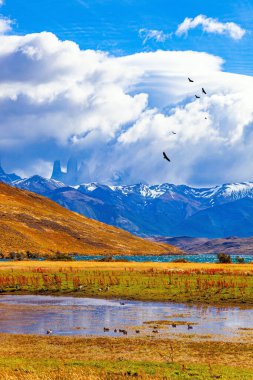 Torres del Paine Parkı, Laguna Azul. Altın sonbahar. Sarı sonbahar otları. Vahşi ördek sürüsü gölün kenarındaki küçük bir su birikintisinde yüzer. Şili Patagonya. 