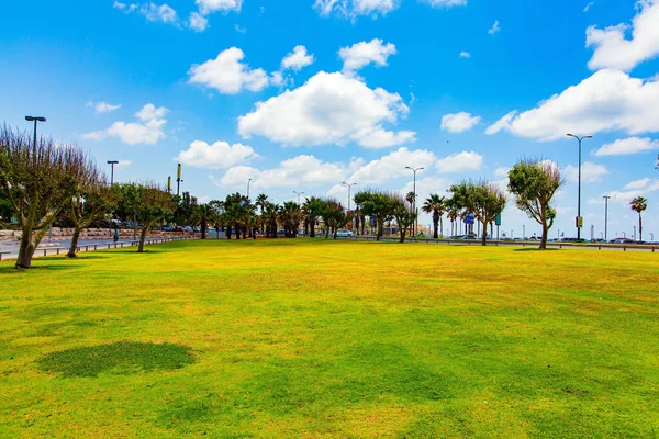 ビーチの隣にある絵のような公園 地中海のテルアビブ イスラエルだ 背の高いヤシが緑の芝生で育つ — ストック写真