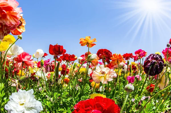 Jasne Piękne Wielobarwne Jaskry Ogrodowe Rosną Polu Kibuców Wiosna Izraelu — Zdjęcie stockowe
