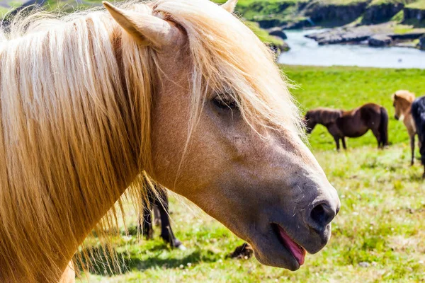 Portrét Plnokrevného Koně Lehkou Hřívou Krásné Dobře Upravené Islandské Koně — Stock fotografie