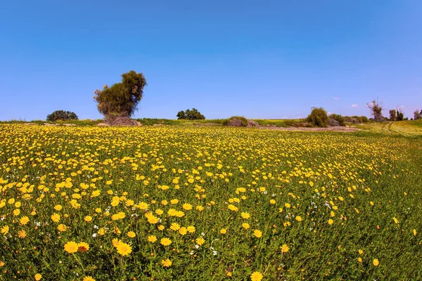 Campo Margaridas Florescentes Sol Sulista Brilhante Flor Primavera Deserto Negev — Fotografia de Stock