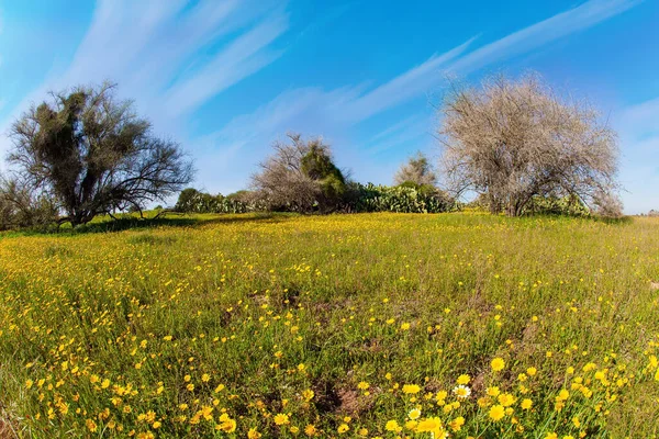 Cielo Blu Nuvole Luminose Magnifica Primavera Fiorita Campo Margherite Fiore — Foto Stock