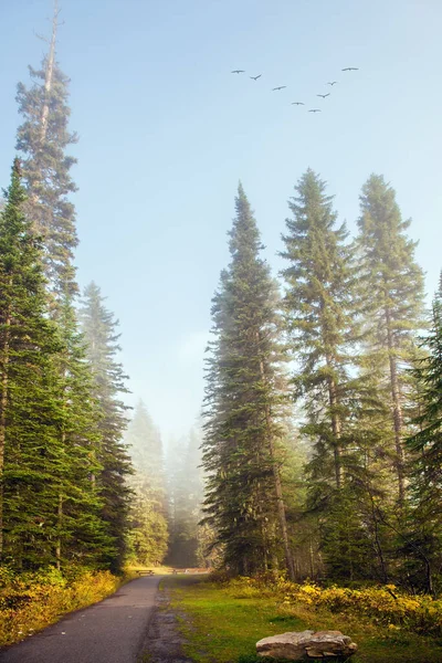 Canadian Rockies Canada Early Foggy Morning Walk Shores Emerald Lake — Stock Photo, Image