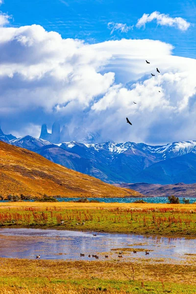 Torres Del Paine Parkı Laguna Azul Altın Sonbahar Sarı Sonbahar — Stok fotoğraf