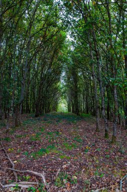 Geierlay Köprüsü 'nün kırsal kesimindeki manzaralı patika. Almanya. Mersdorf deresi. Picturesque Geierlay en uzun asma köprüdür. Rüzgarlı ve soğuk bir sonbahar günü. 